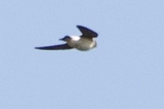 Tree Martin - ML641943560