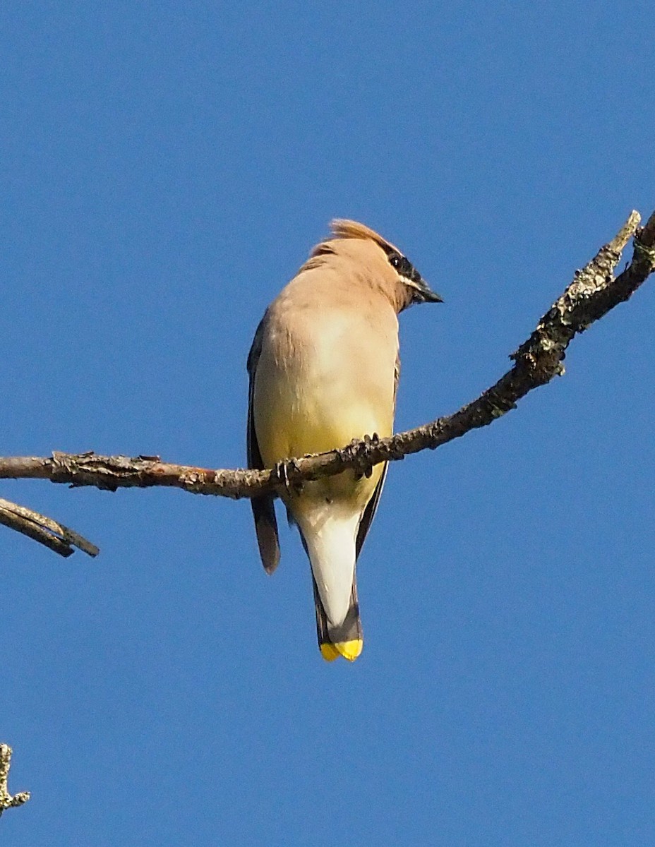 Cedar Waxwing - ML641943563