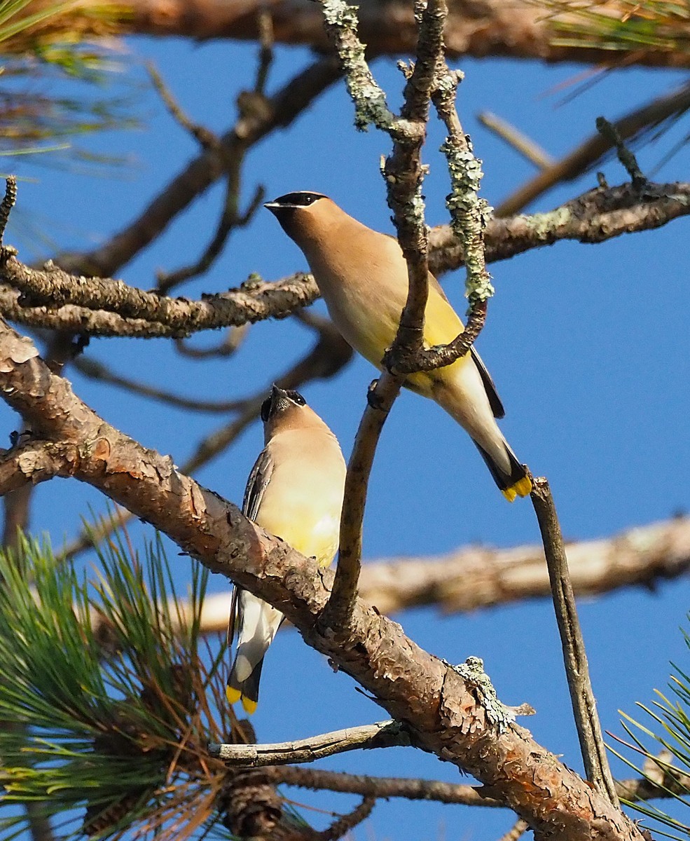 Cedar Waxwing - ML641943564