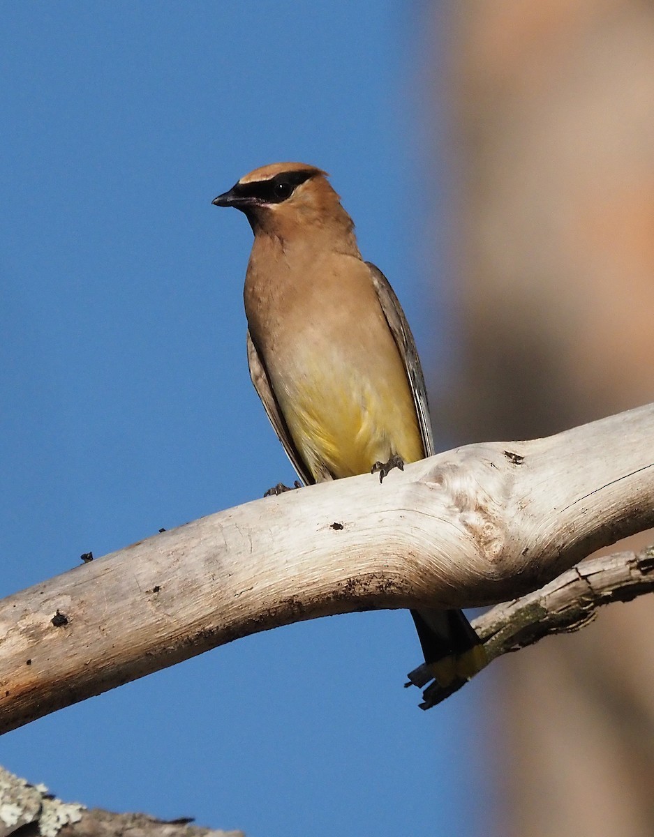Cedar Waxwing - ML641943565