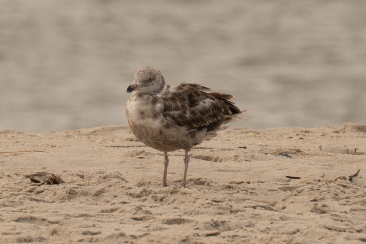 Gaviota Sombría - ML641943568