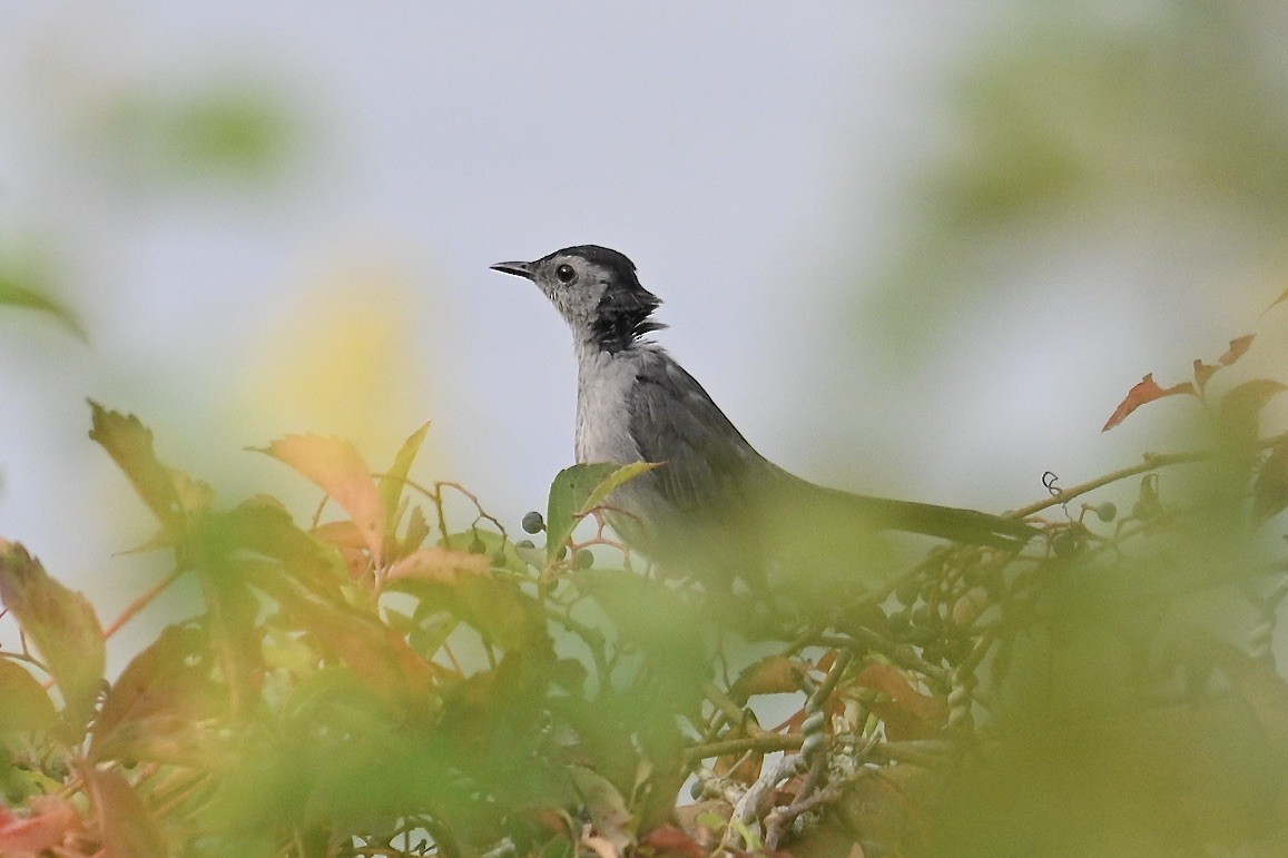 Gray Catbird - ML641943569