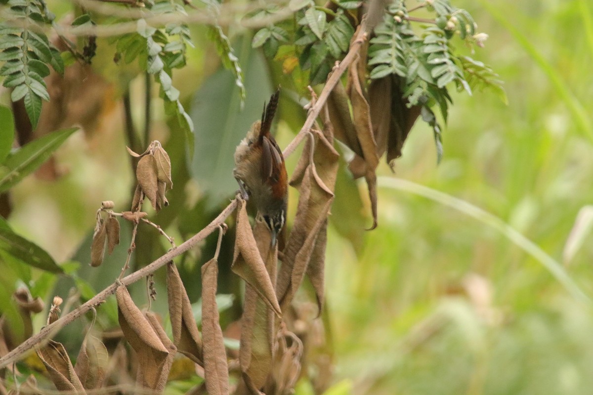 Whiskered Wren - ML641943570