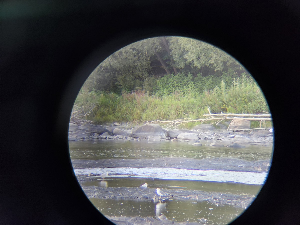 Black-tailed Gull - ML641943571