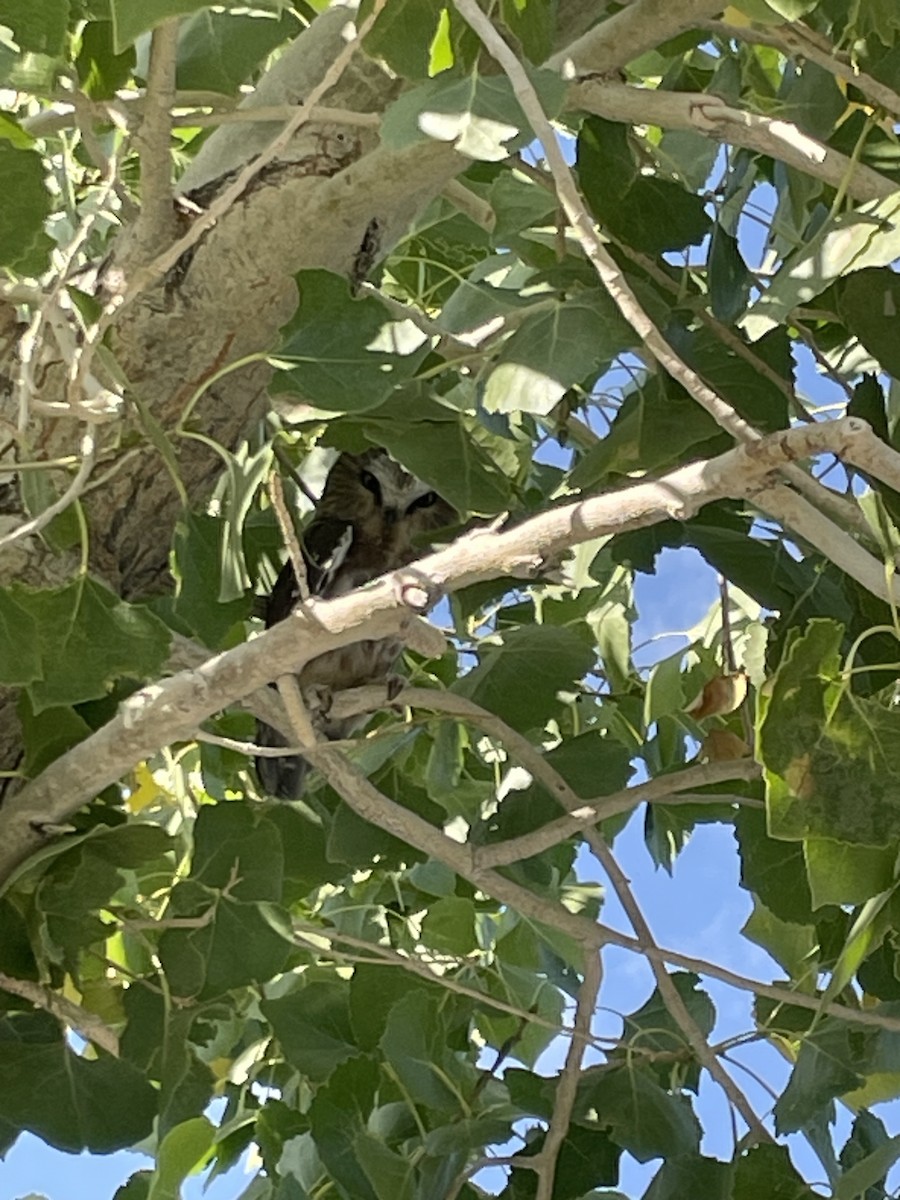 Northern Saw-whet Owl - ML641943583