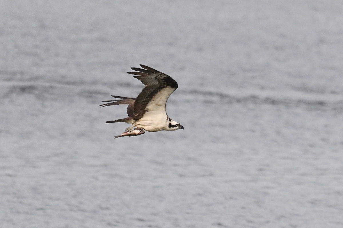 שלך - ML641943587