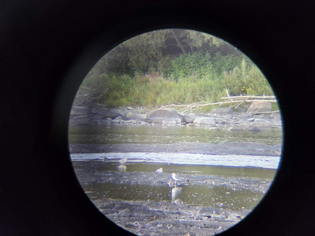 Black-tailed Gull - ML641943588