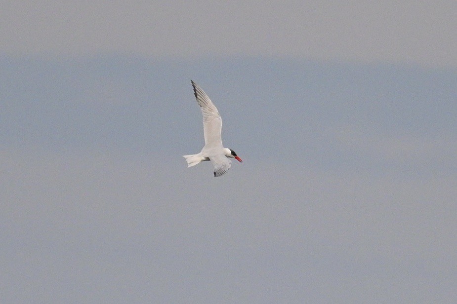 שחפית כספית - ML641943598