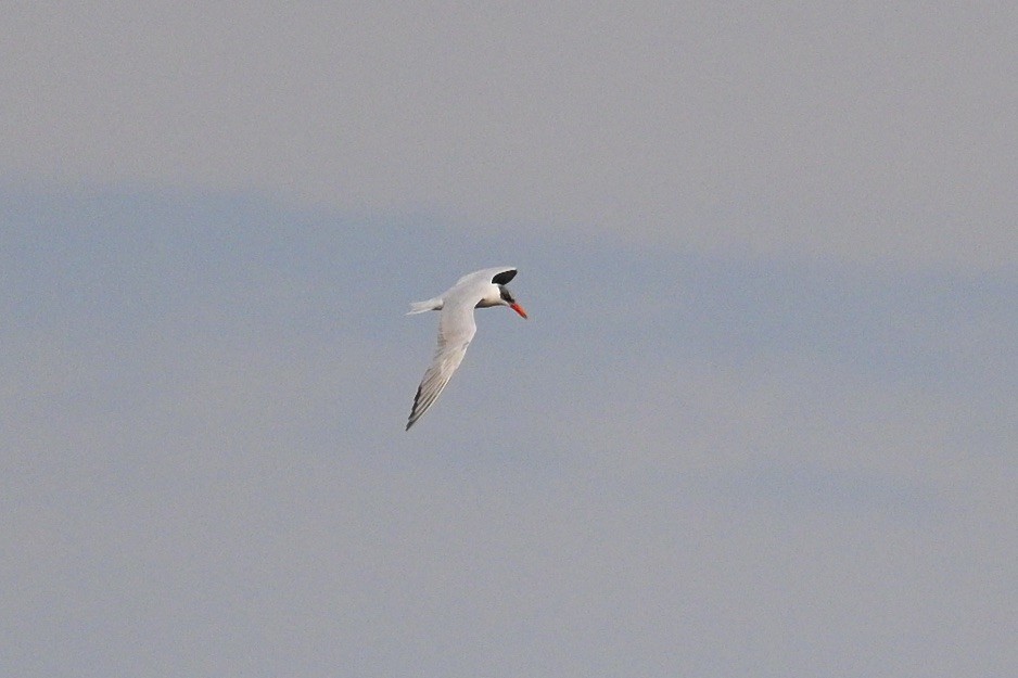 שחפית כספית - ML641943603