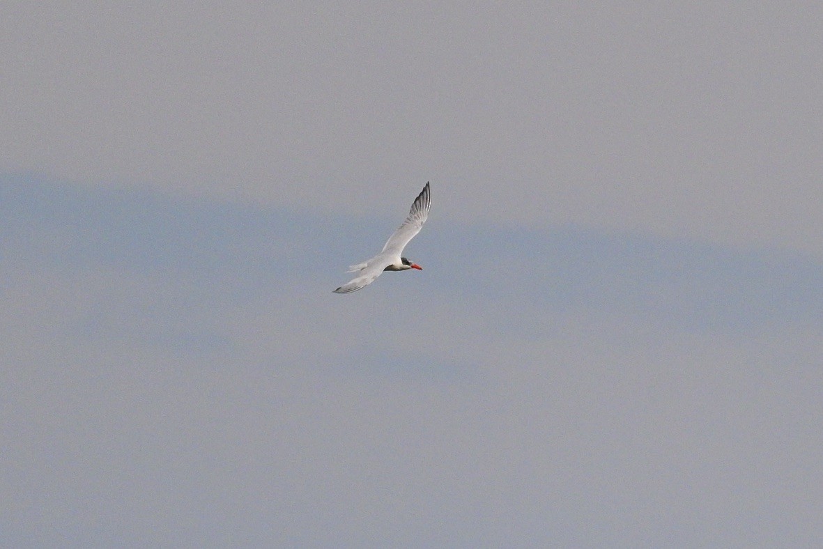 שחפית כספית - ML641943607