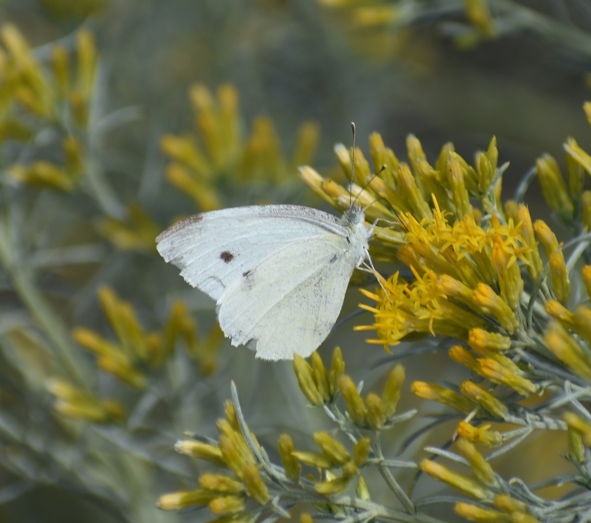 Lepidotteri - ML641943615