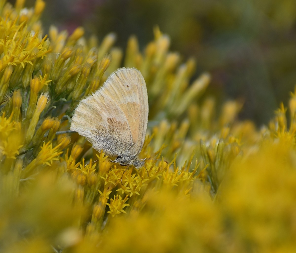 Lepidotteri - ML641943619