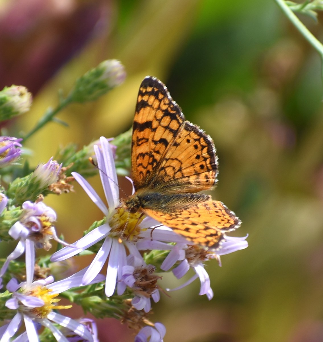 Lepidotteri - ML641943620