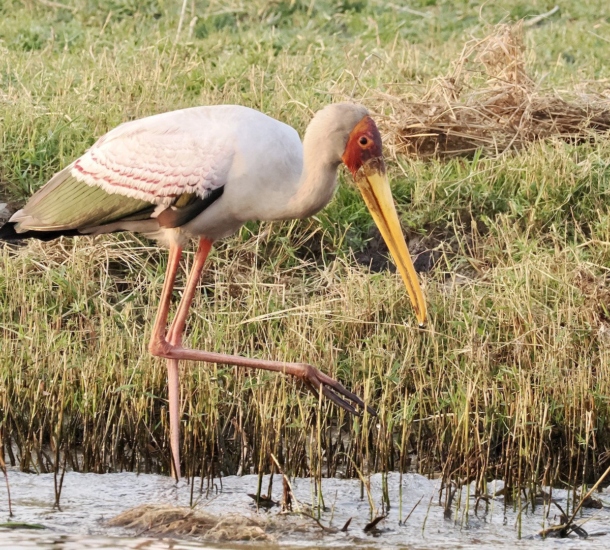 Yellow-billed Stork - ML641943623