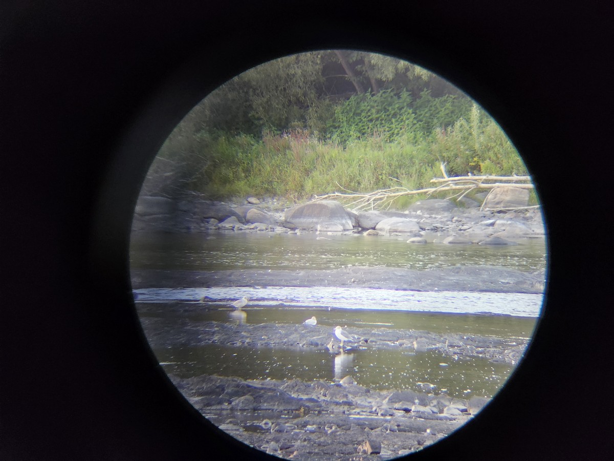 Black-tailed Gull - ML641943627
