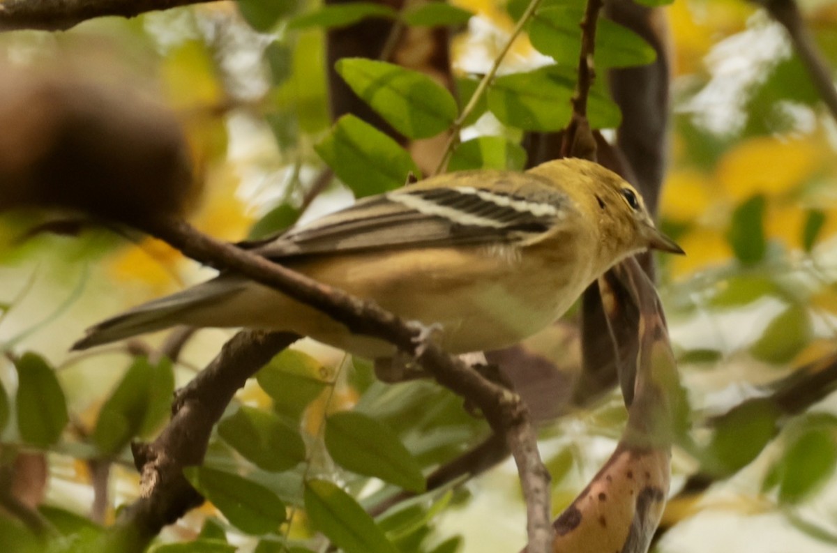 Bay-breasted Warbler - ML641943629