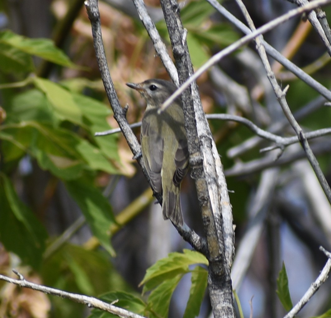 Vireo Gorjeador - ML641943632