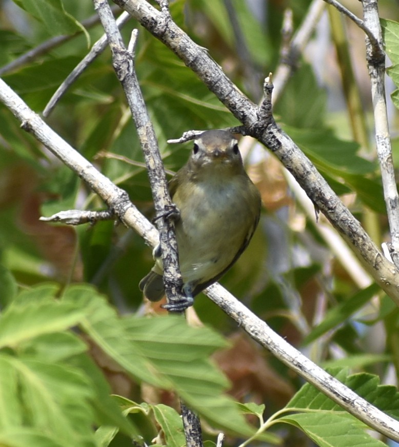 Vireo Gorjeador - ML641943638
