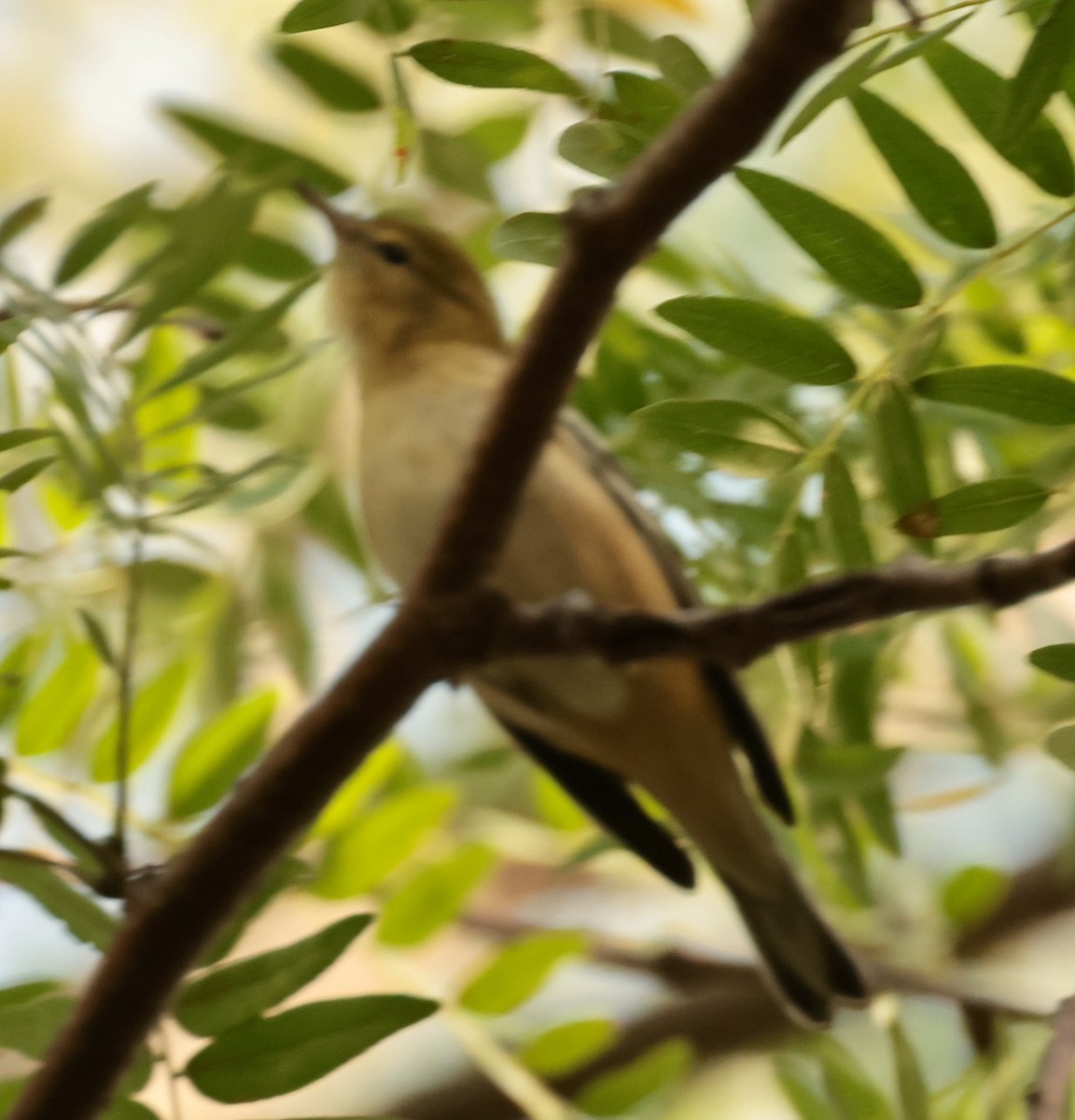 Bay-breasted Warbler - ML641943640