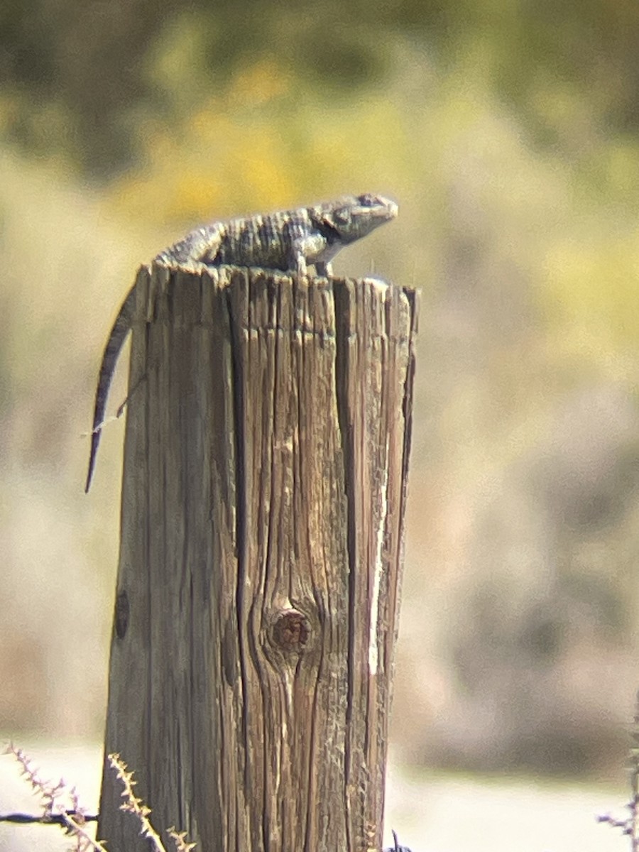 Yellow-backed Spiny Lizard - ML641943671
