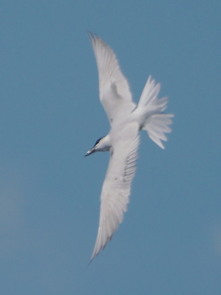 Australian Tern - ML641943677