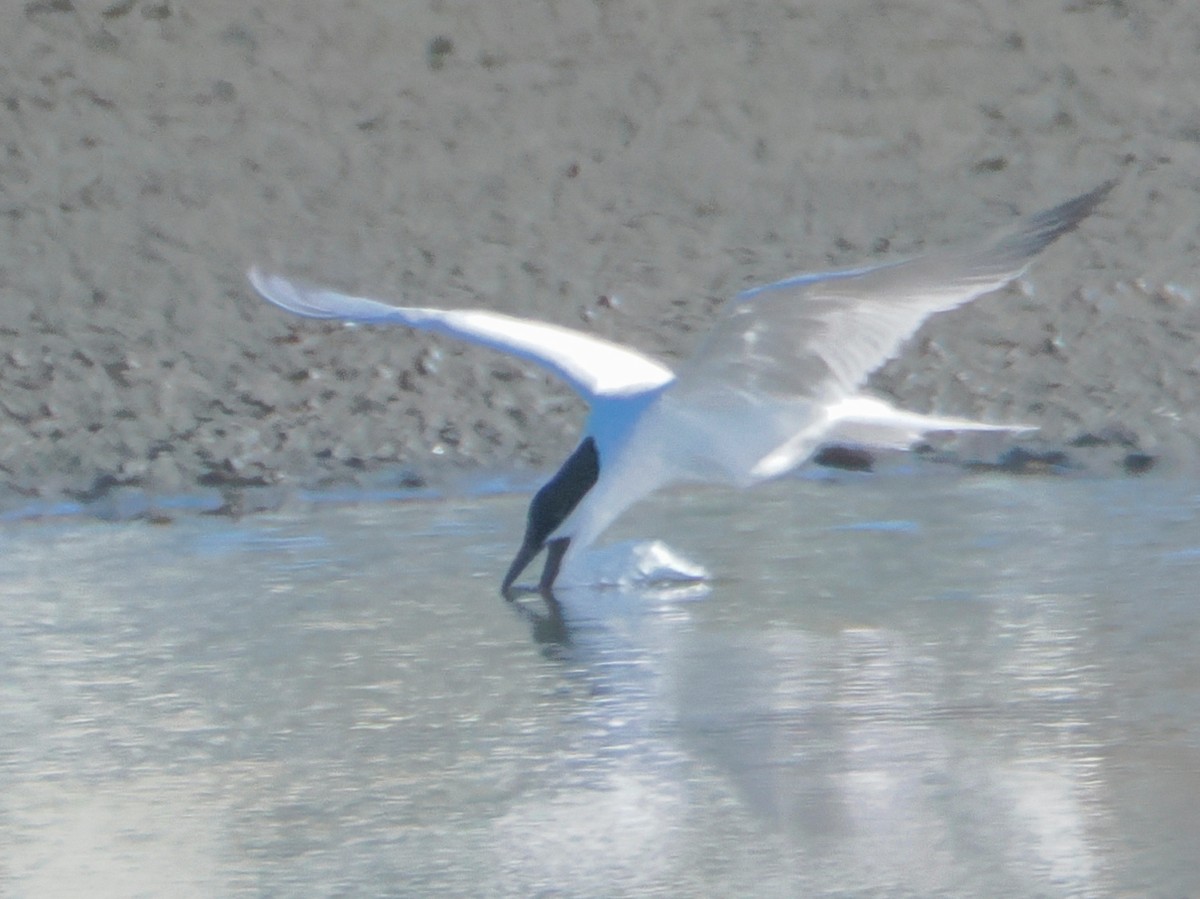 Australian Tern - ML641943678