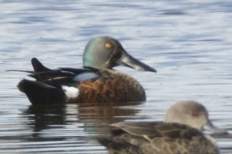 Australasian Shoveler - ML641943683