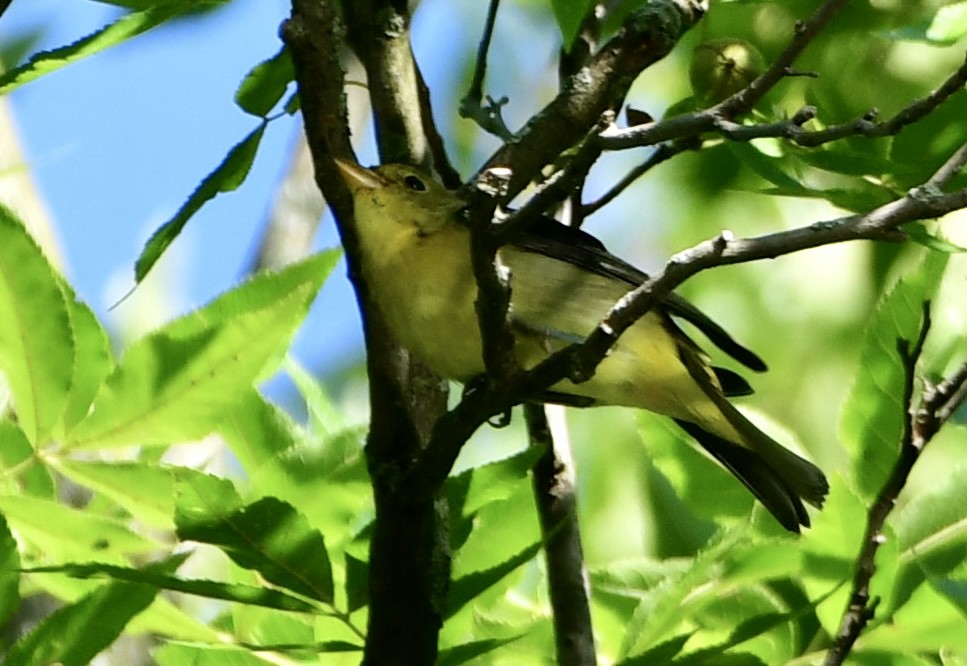 Scarlet Tanager - ML641943685