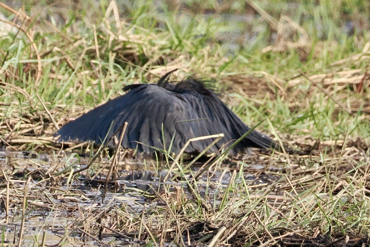 Black Heron - ML641943702