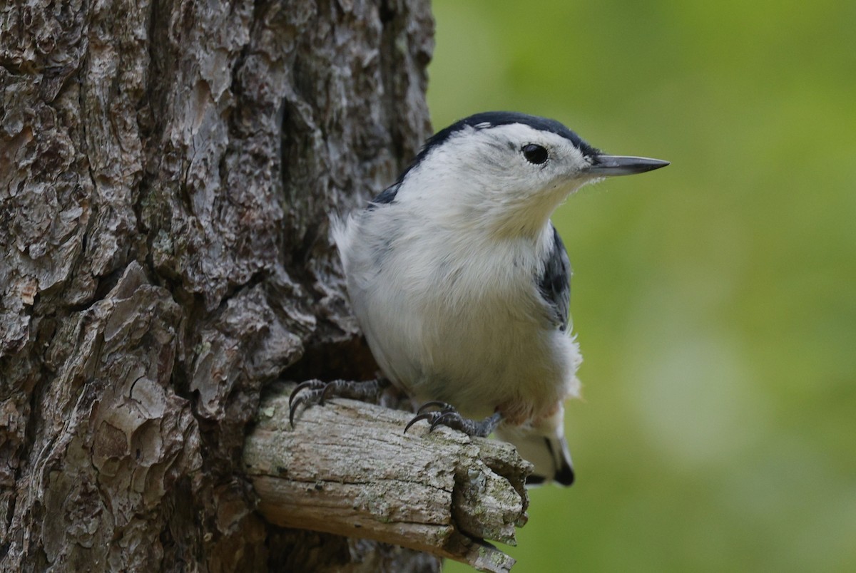 White-breasted Nuthatch - ML641943711