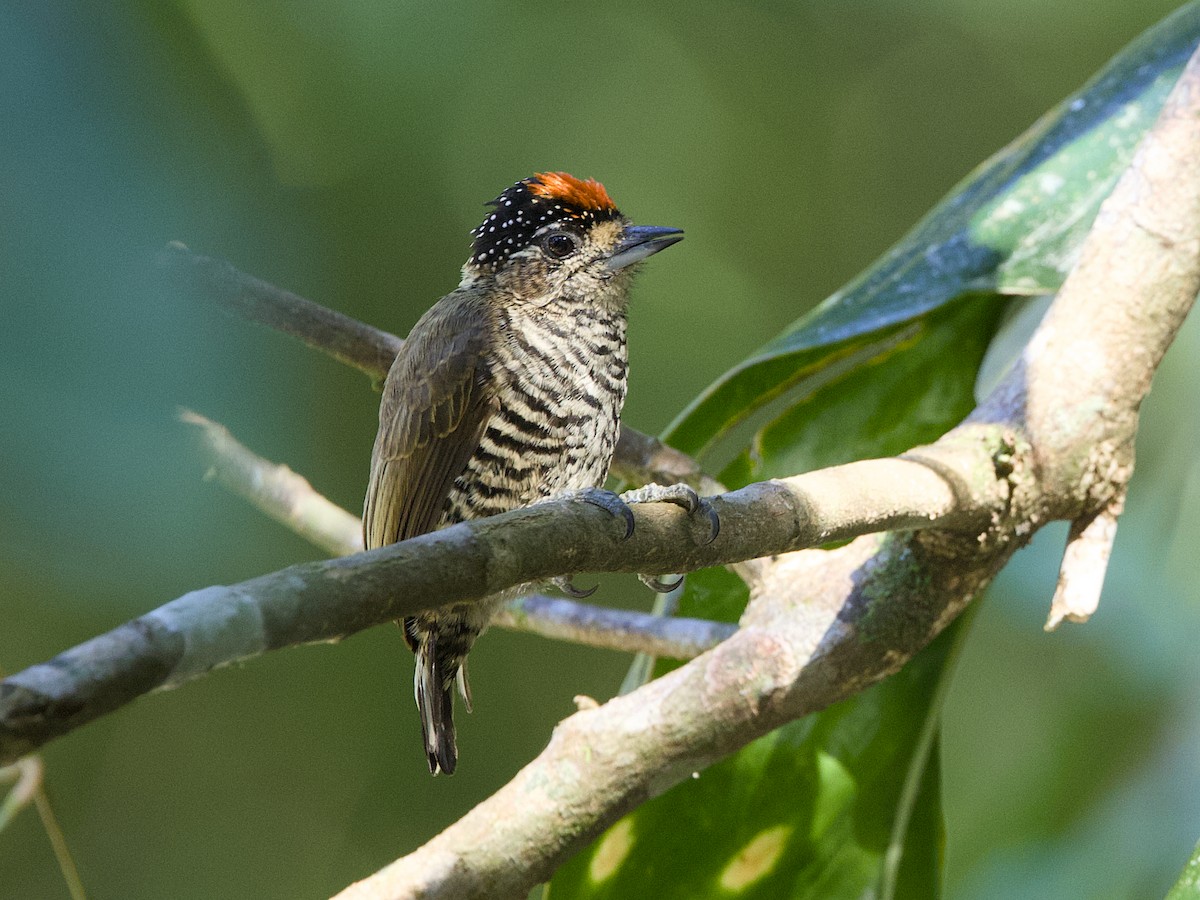 Carpinterito Variable - ML641943725