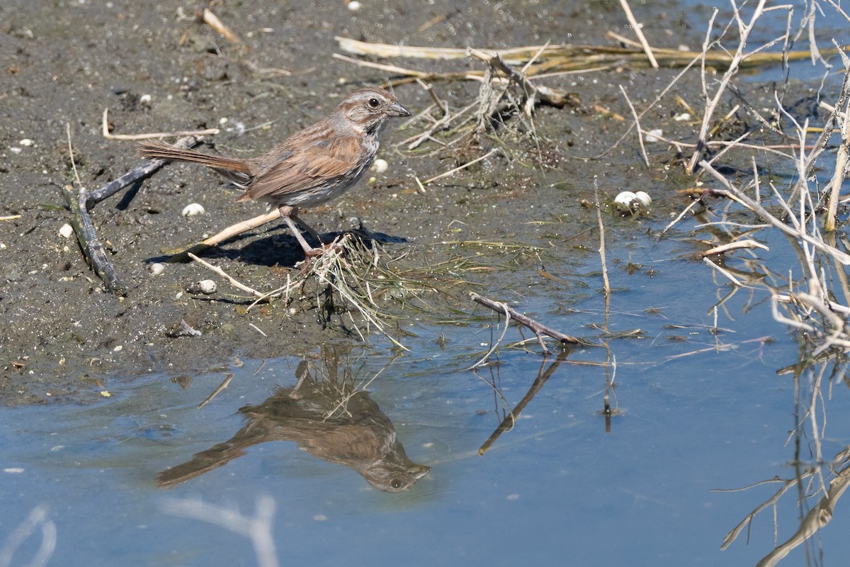 Song Sparrow - ML641943728