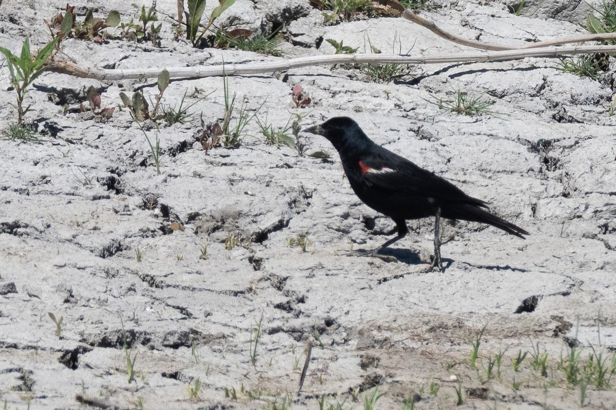 Tricolored Blackbird - ML641943732