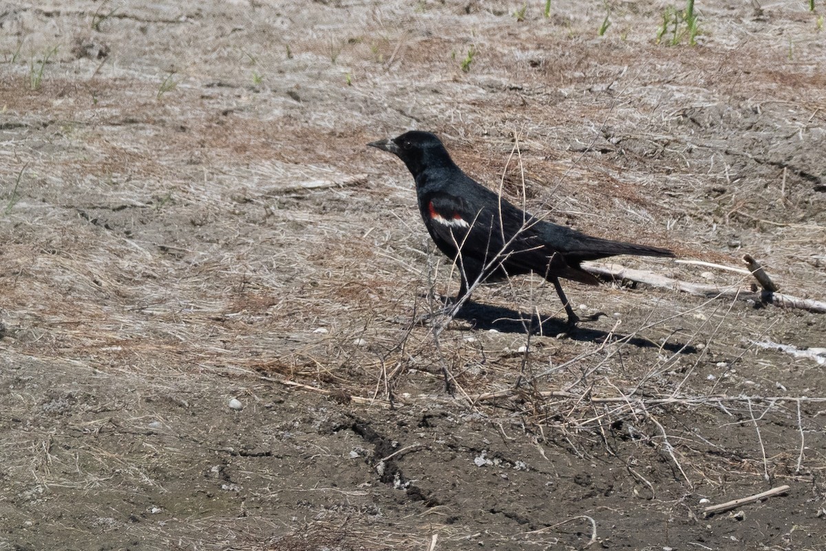 Tricolored Blackbird - ML641943733
