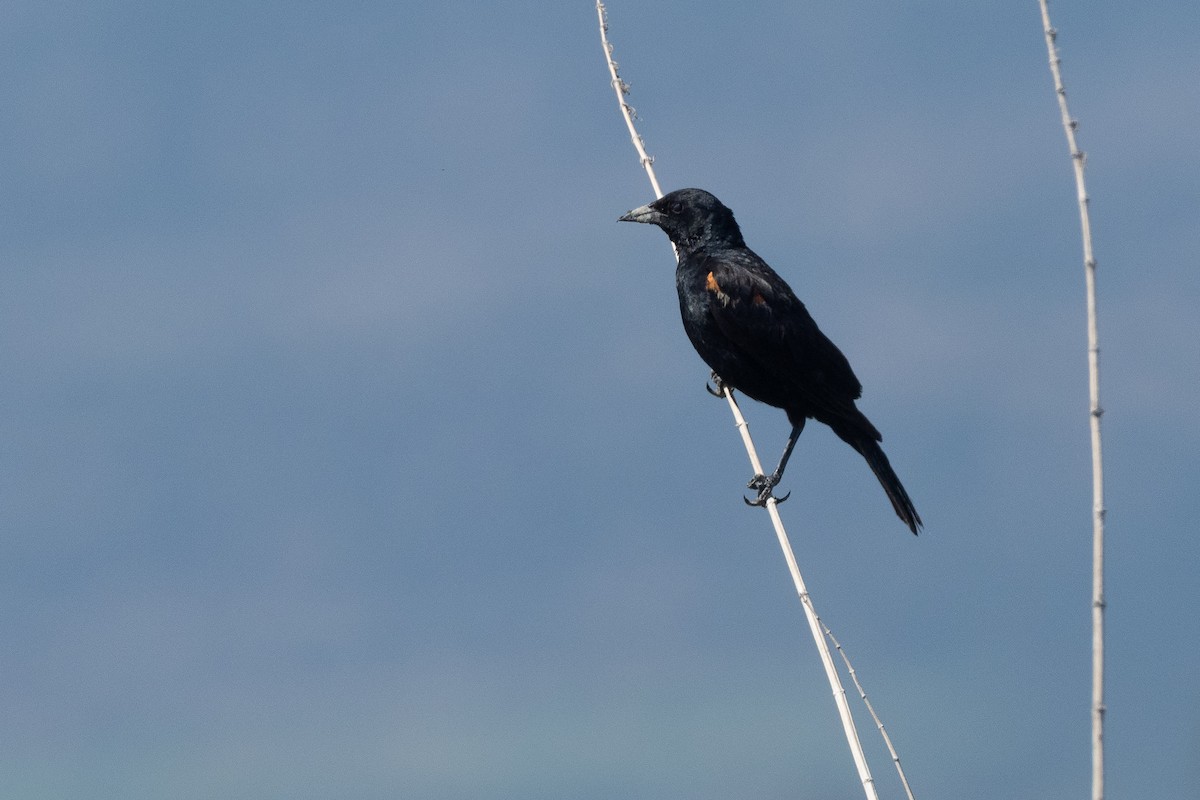 Tricolored Blackbird - ML641943734