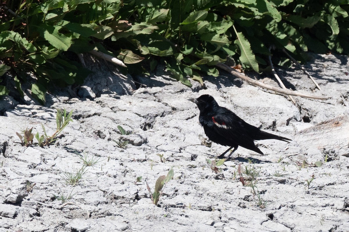 Tricolored Blackbird - ML641943735
