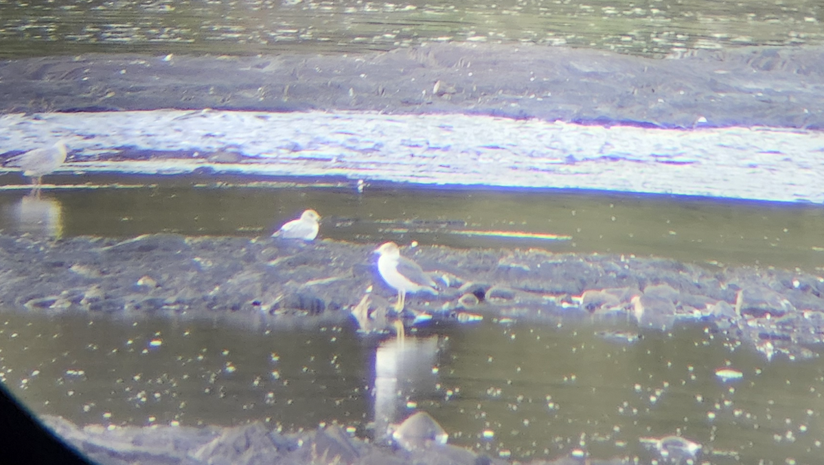 Black-tailed Gull - ML641943747