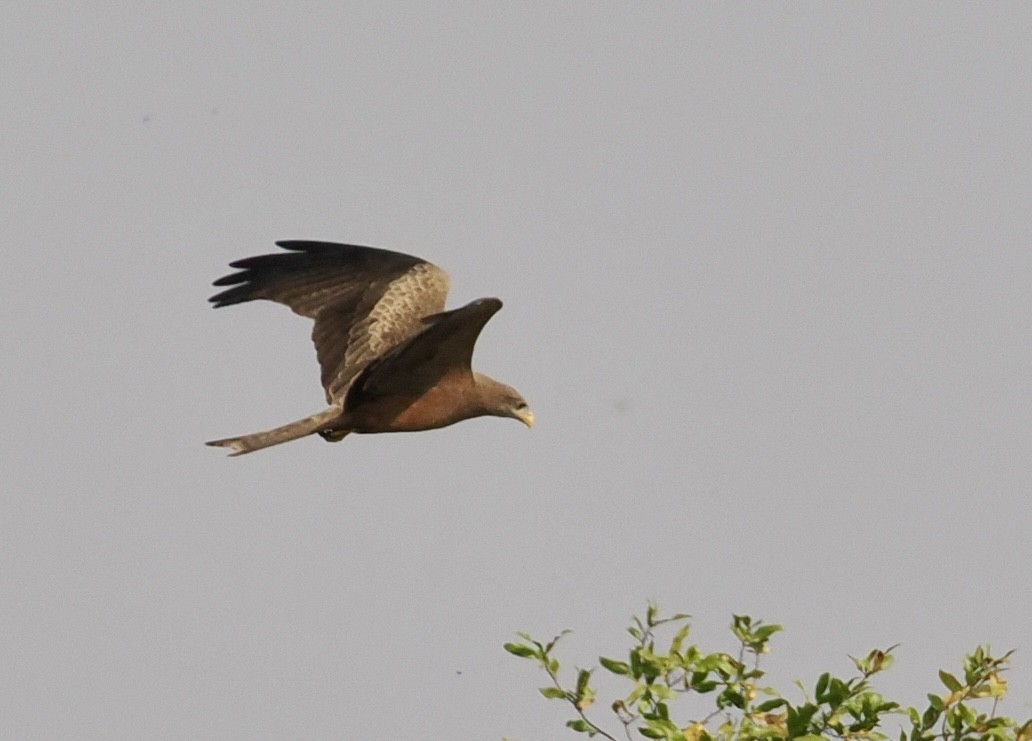 Black Kite - ML641943791