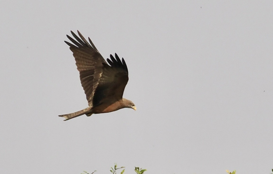 Black Kite - ML641943792