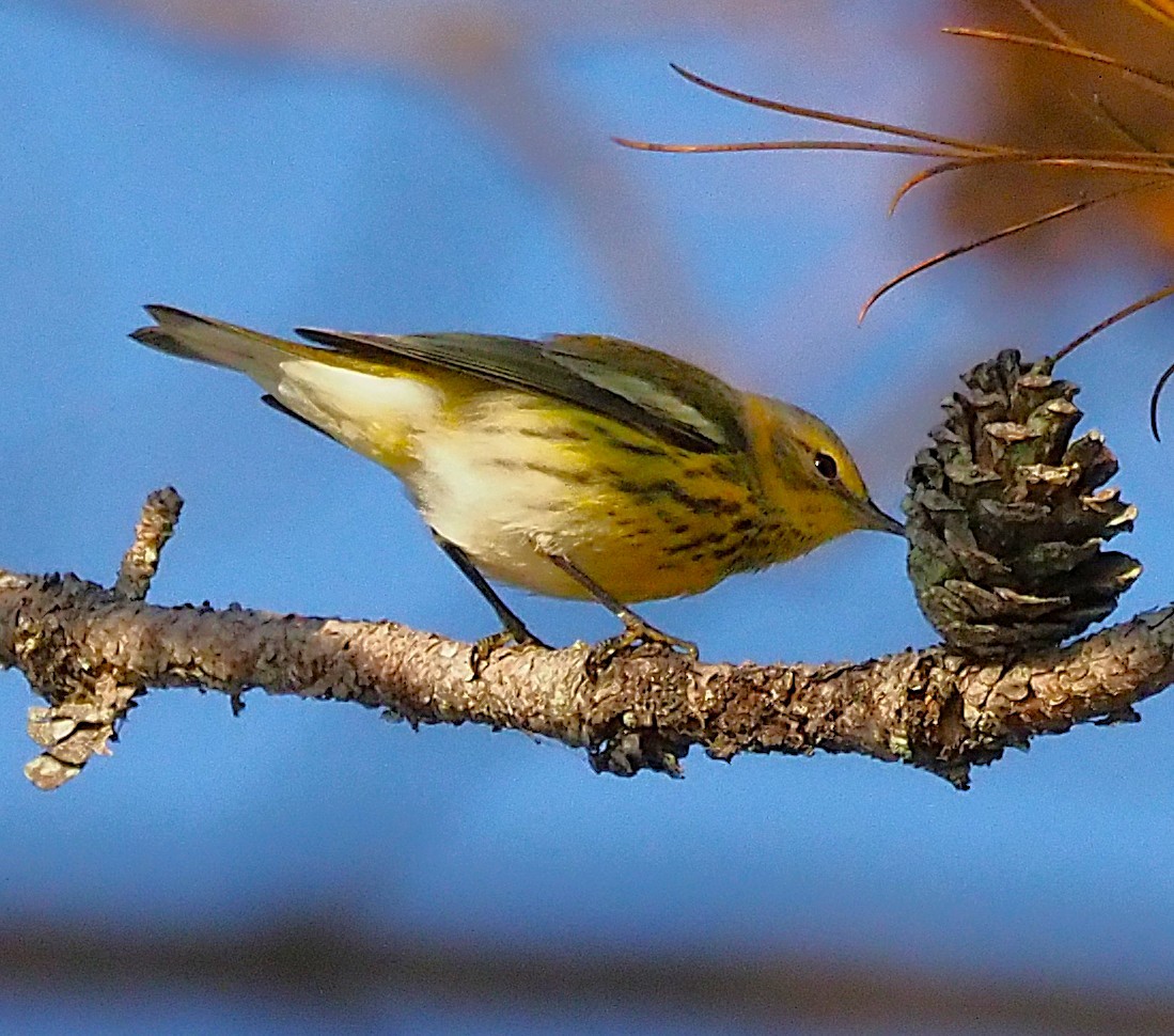 Cape May Warbler - ML641943794