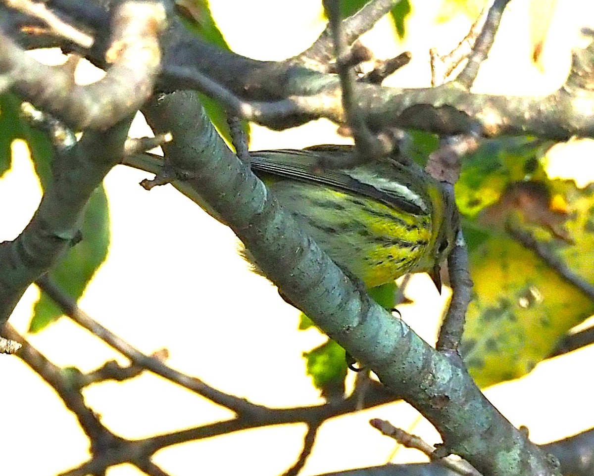 Cape May Warbler - ML641943795