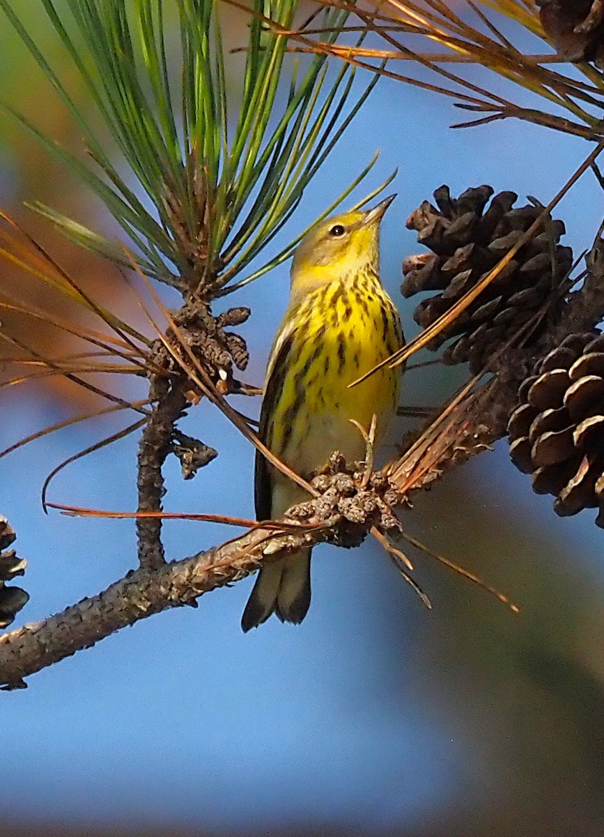 Cape May Warbler - ML641943796