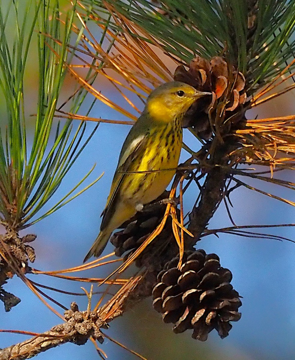 Cape May Warbler - ML641943797
