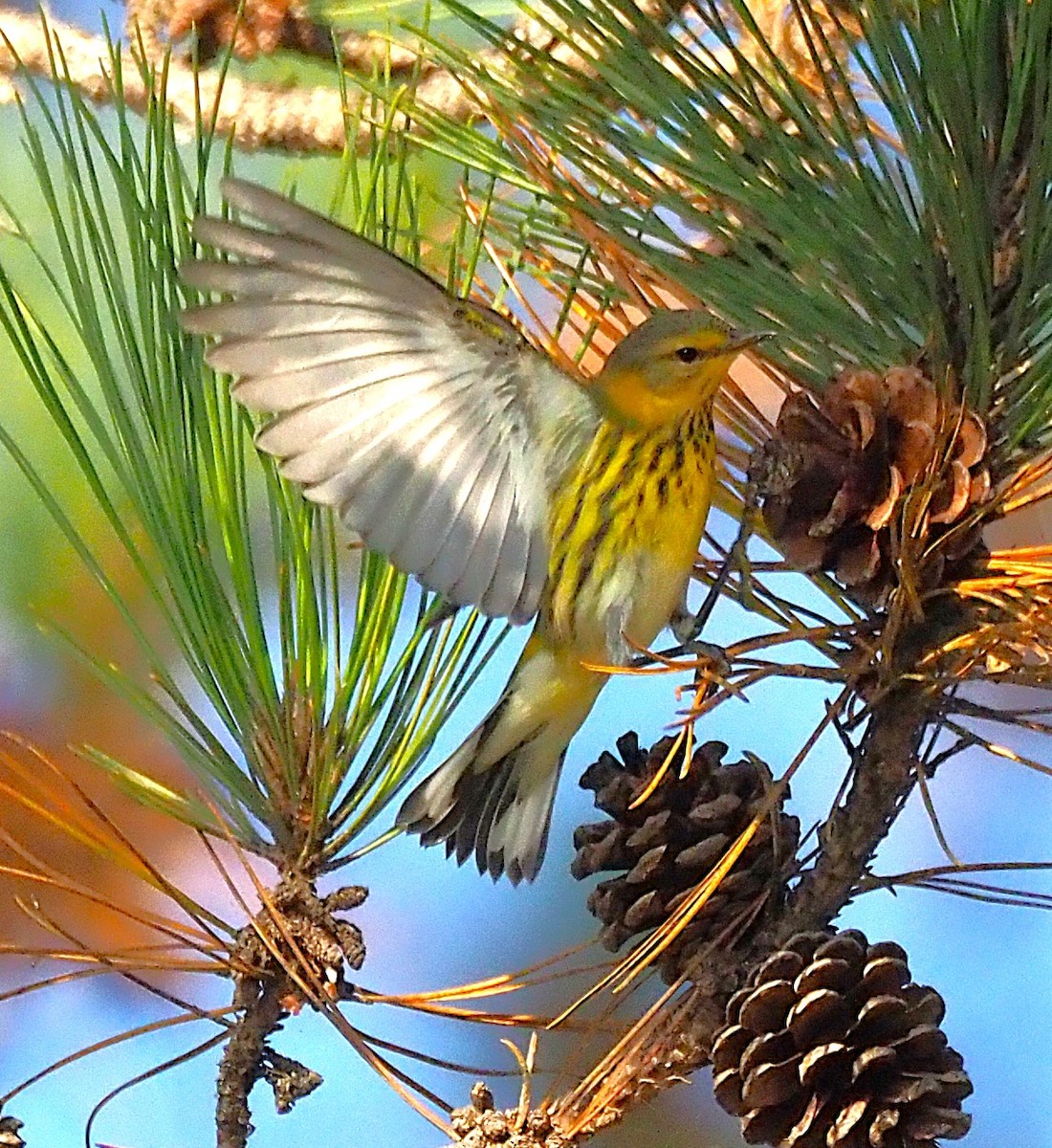 Cape May Warbler - ML641943798