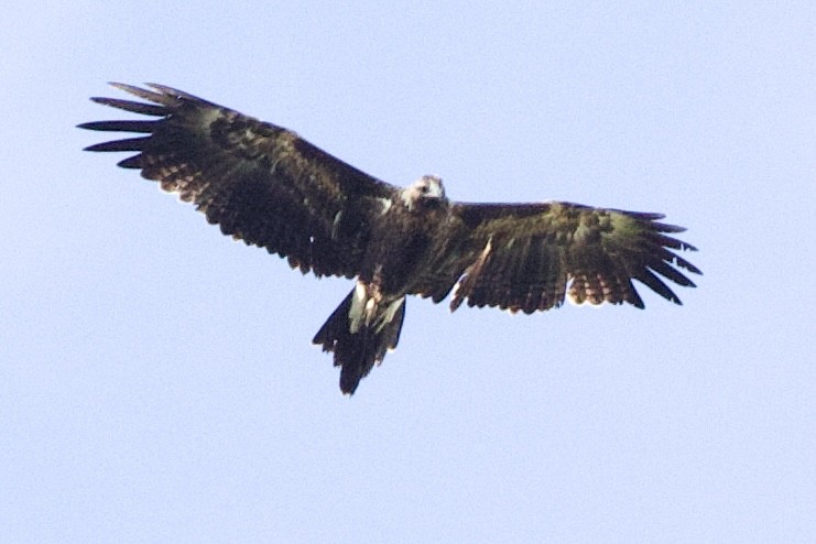 Aigle d'Australie - ML641943804