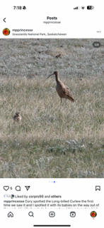 Long-billed Curlew - ML641943805