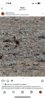 Long-billed Curlew - ML641943806