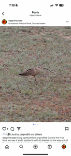 Long-billed Curlew - ML641943807