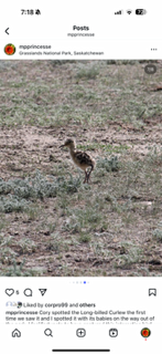 Long-billed Curlew - ML641943808