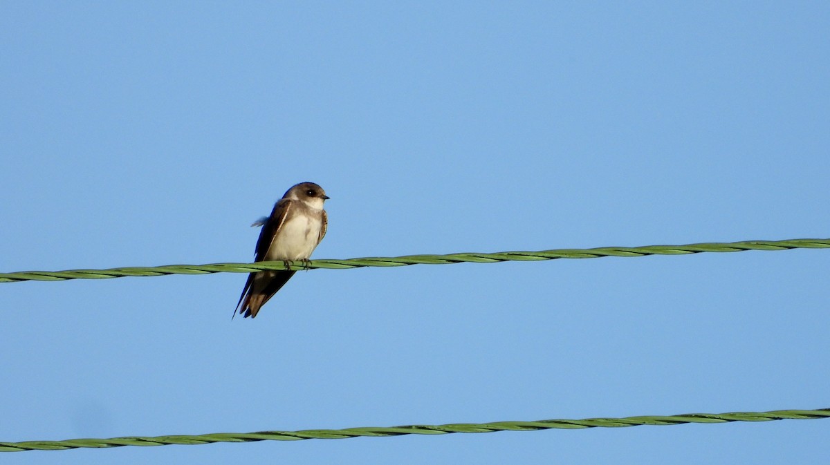 Bank Swallow - ML641943817
